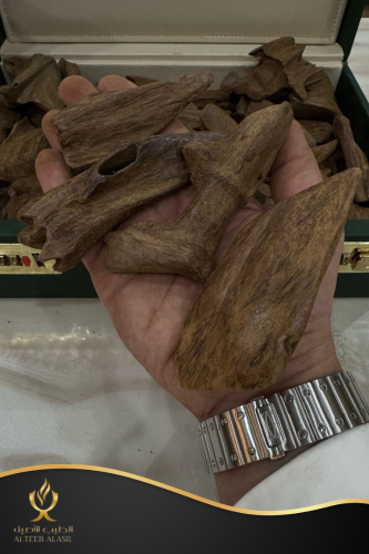 عود مروكي آصقون دبل و سوبر مرتفع