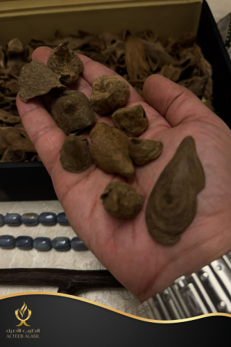 عود قواقع حي أندر واتر