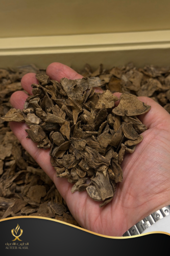 موري سيلاني غابات آدم سوبر و مرتفع