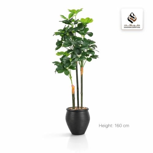 شجرة شفليرا (3 فروع) بمركن بلاستيك جرة كلاسيكى