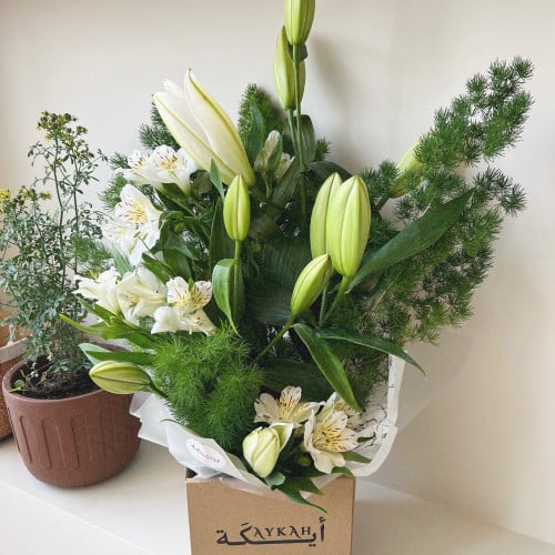 بوكس ايكة للورد