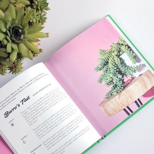 The Little Book of Cacti and Other Succulents