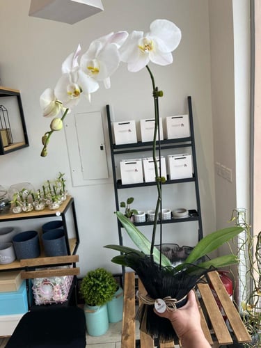 نبتة الأوركيد