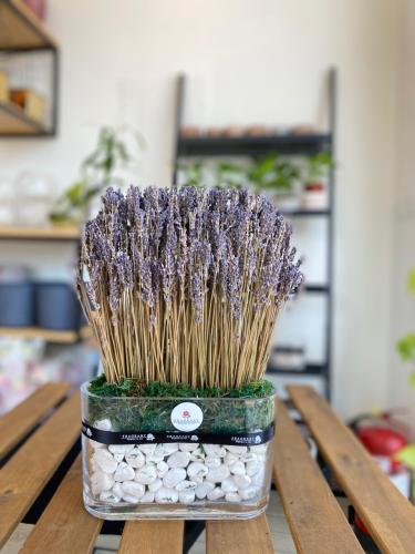 فازة الخزامى المجففة