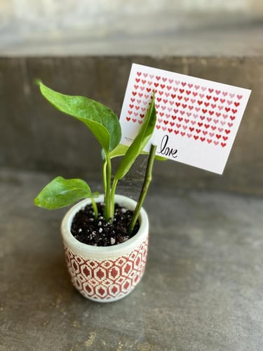 اصيص بوتس الحب