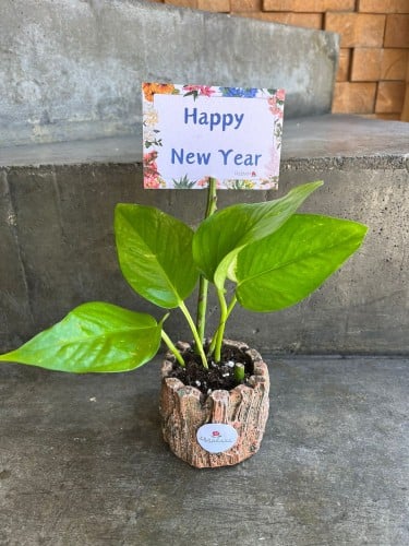 نبتة بوتس مع الكرت 2025