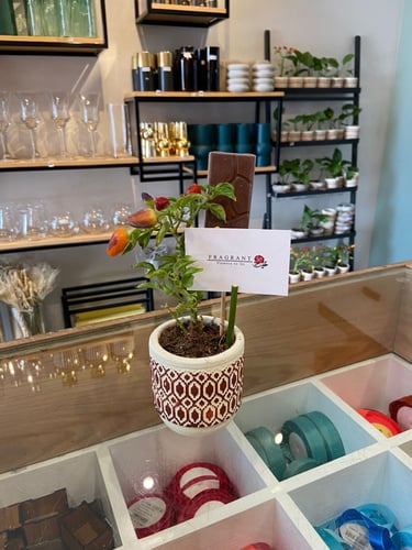 اصيص الفلفل المثمر بالشوكولاتة