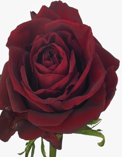 بنش الروز الأحمر