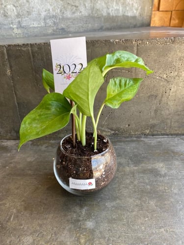 نبتة ميني بوتس