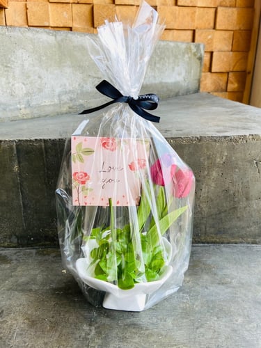 توزيعة هدايا توليب الحب