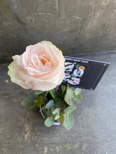 ميني فاز الورد