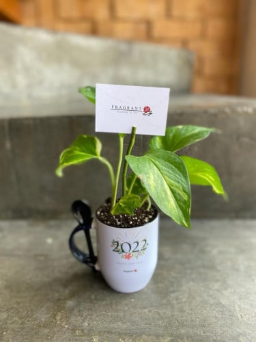 كوب نبتة البوتس 2022 م