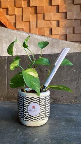 نبتة البوتس مع قلم المعلم