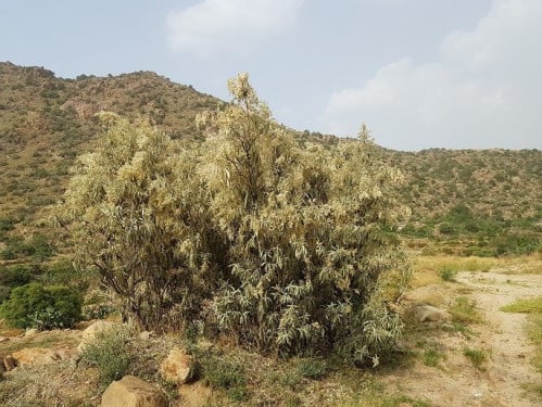 عفار أو قمر 25 بذرة تقريبا buddleja polystachya