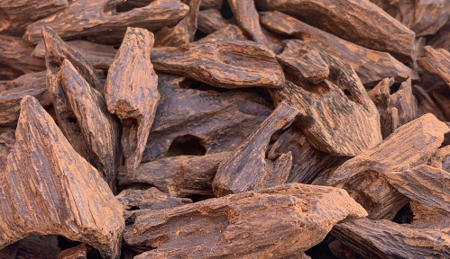 كلمنتان مالينو، الأوقية بـ