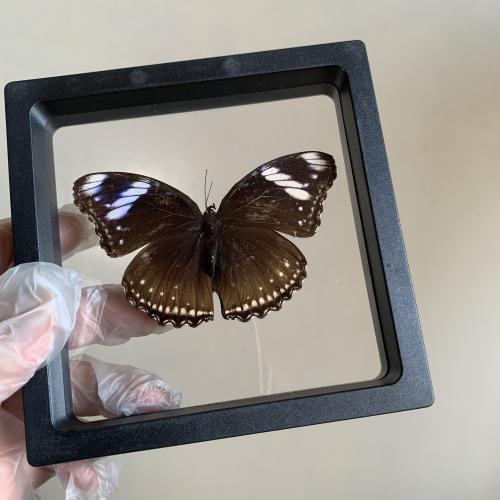 فراشة بدون اطار