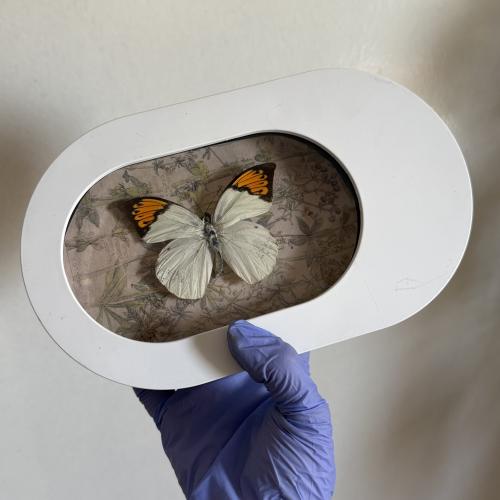 ‏Hebomoia Glaucippe