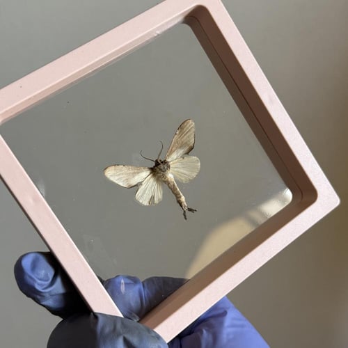 موث صغير بدون اطار