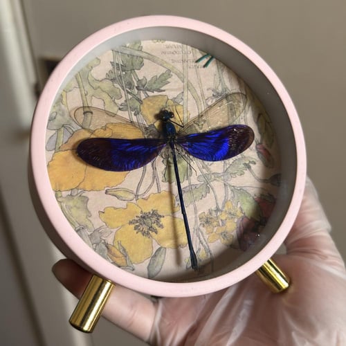 Dragonfly