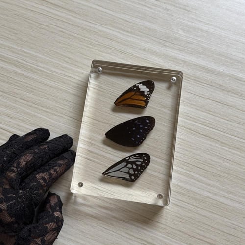 لوحة اجنحة فراشات جميلة