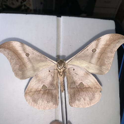 Togo Pseudobunaea chrysti العملاقة