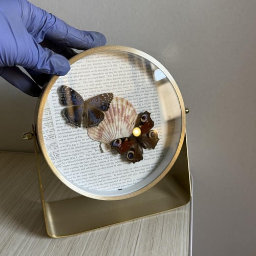 Junonia rhadamaو فراشة الطاووس مع صدف حقيقي