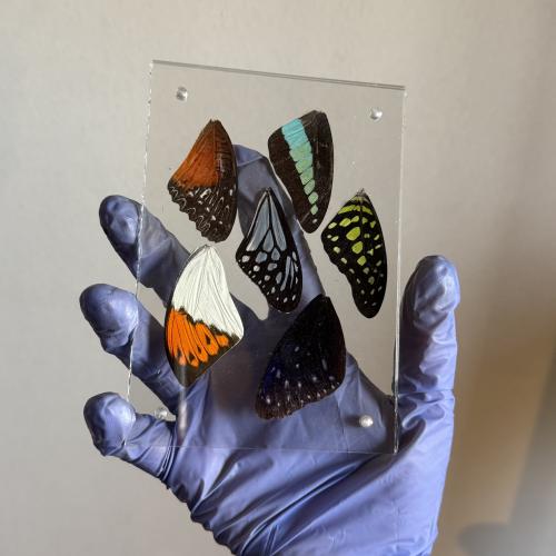 لوحة شفافة صغيرة جناح فراشات