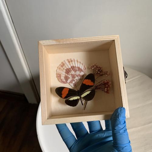 Heliconius melpomene