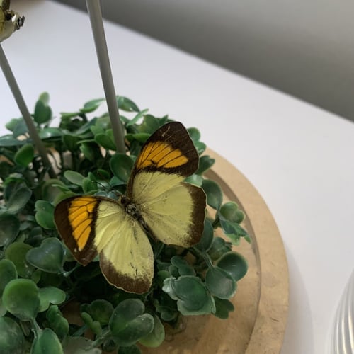 Small butterflies عمل مميز و كبير