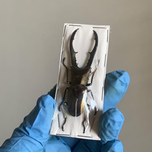 giant stag beetle Cyclommatus metallifer