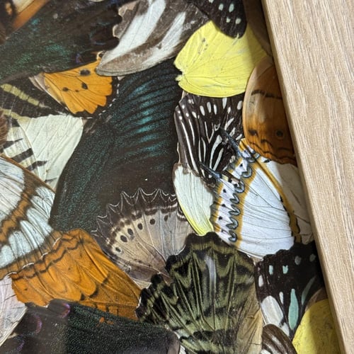 لوحة اجنحة فراشات ملونه