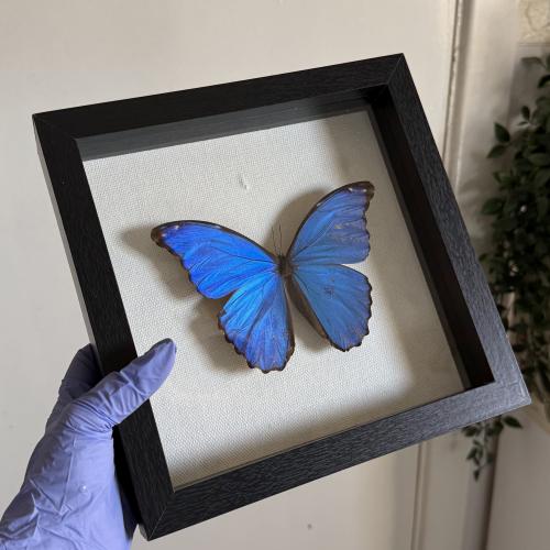 Morpho didius متضرر قليلا