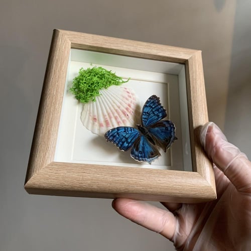 مع صدف حقيقيJunonia ( precis ) rhadama
