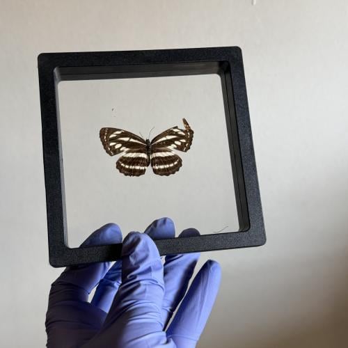 فراشة بدون اطار