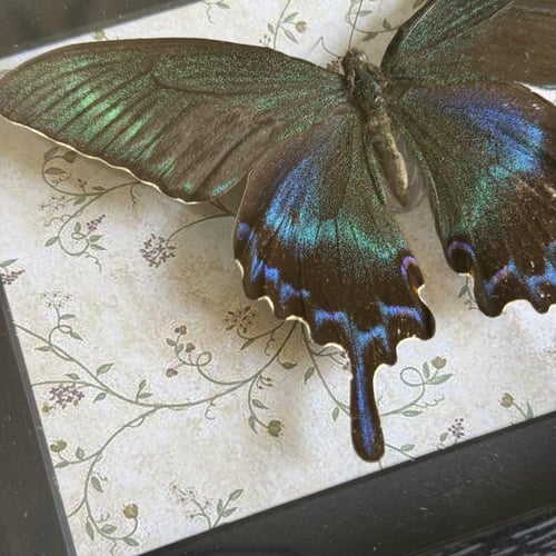 Papilio maccee