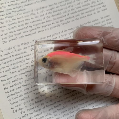 ديكور سمك وردي