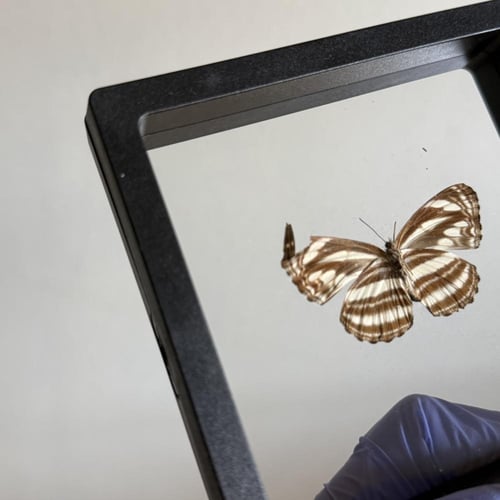 فراشة بدون اطار