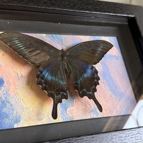 Papilio maccee