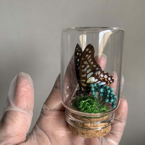 فراشة لطيفة في زجاجة