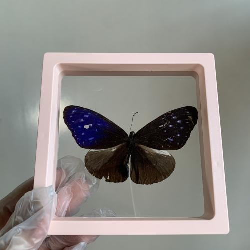 فراشة بدون اطار