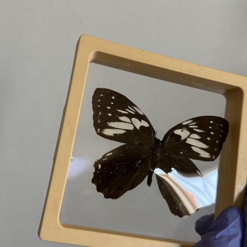 فراشة بدون اطار