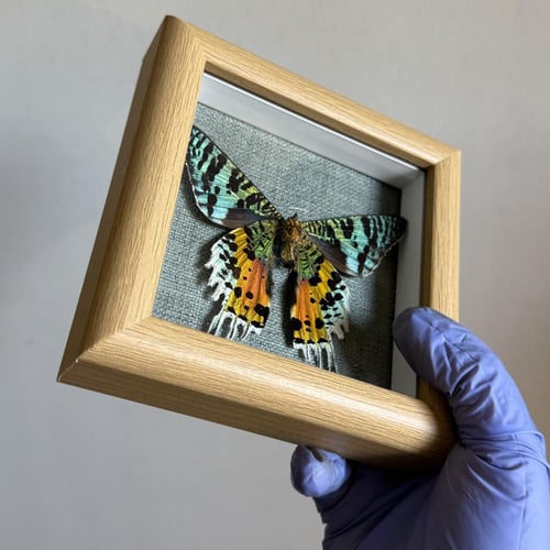 Sunset moth