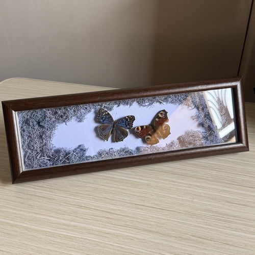 Junonia rhadama و فراشة الطاووس عمل فني