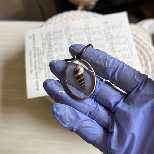 قلادة الصدفه Faunus ater