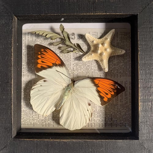 ‏Hebomoia Glaucippe