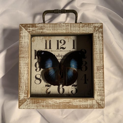 Moon set butterfly