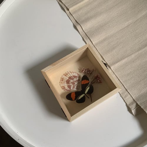 Heliconius melpomene