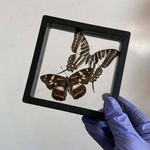 فراشة بدون اطار