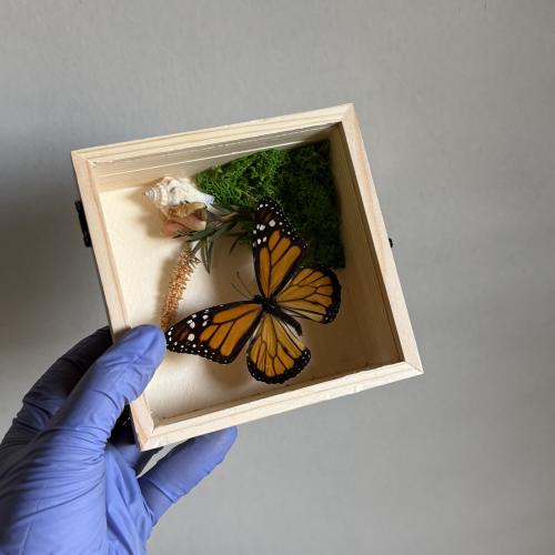 فراشة مونارش الملكية و صدفه حقيقية