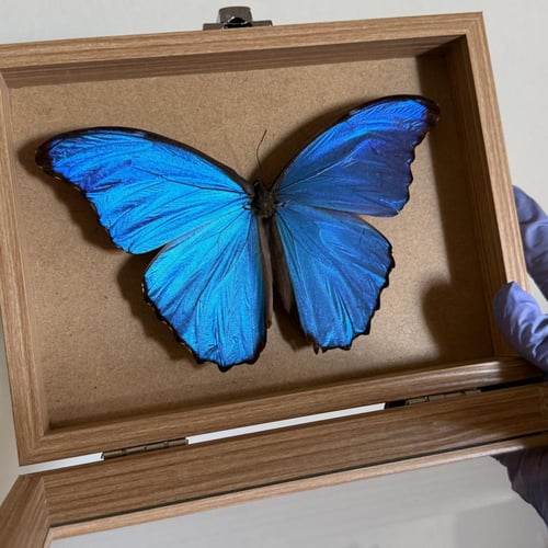 Morpho